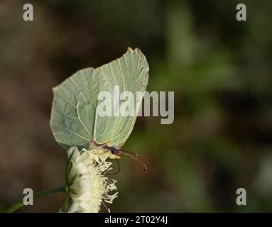 Gonepteryx rhamni famille Pieridae Genus Gonepteryx Brimstone papillon nature sauvage photographie d'insectes, image, papier peint Banque D'Images