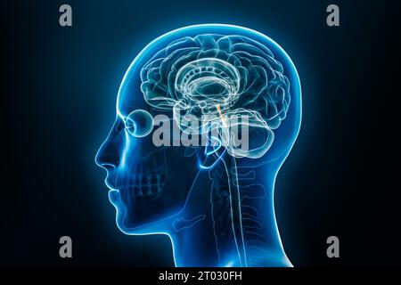 Vue de profil X de Sylvius ou aqueduc central du cerveau illustration de rendu 3D. Anatomie du corps humain, médecine, biologie, science, neurosciences, Banque D'Images