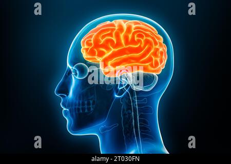 Vue de profil de radiographie du cortex cérébral ou du cerveau rendu 3D avec contours du corps. Anatomie du cerveau humain, médecine, biologie, science, neu Banque D'Images