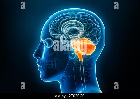 Cerveau postérieur ou cerveau inférieur ou rhombencéphale avec illustration de rendu 3D de médulla, pons et cervelet. Anatomie du corps humain, médecine, biologie, sc Banque D'Images