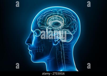 Vue de profil de rayons X de l'indusium griseum ou du gyrus supracalleux illustration de rendu 3D. Anatomie du cerveau humain et du système nerveux, médical, biologie, Banque D'Images