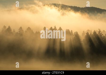 Aerial view of spruce forest trees on the mountain hills with fog at sunrise Banque D'Images