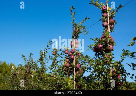 Pommiers en rangée avant la récolte. Grosses pommes rouges délicieuses sur une branche d'arbre dans un verger. Jour d'automne. Banque D'Images