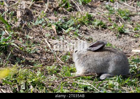 Un petit lapin gris positionné sur le côté droit de l'image, face à gauche, debout sur une parcelle d'herbe et de terre. Banque D'Images