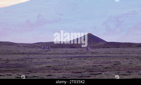 Mooses marchant autour des champs nordiques avec un ciel rose et des collines enneigées sur la route panoramique scandinave islandaise. Animaux spectaculaires sur terre en islande, paysage de la faune. Prise de vue à main levée. Banque D'Images