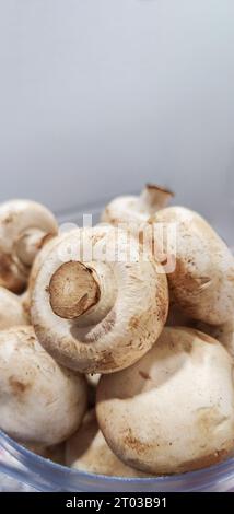 Agaricus bisporus hogo ou champignon comme aliment végétalien sain pour un régime Banque D'Images