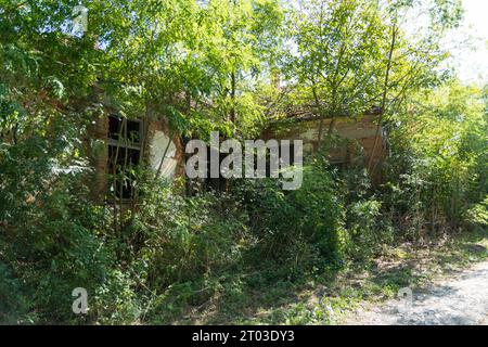 Un bâtiment extrêmement ancien en ruines, envahi par une végétation dense et des arbres, le rendant méconnaissable. Sa décomposition sous l'influence du temps Banque D'Images