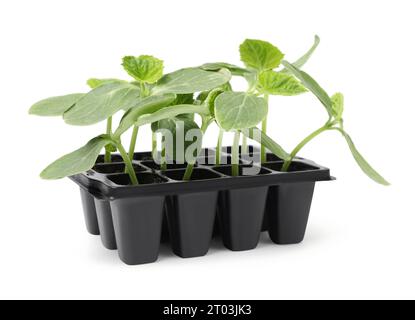 Semis poussant dans un récipient en plastique avec le sol isolé sur blanc. Saison de jardinage Banque D'Images