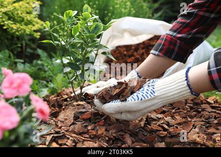 Femme paillis usine avec des copeaux d'écorce dans le jardin, closeup Banque D'Images