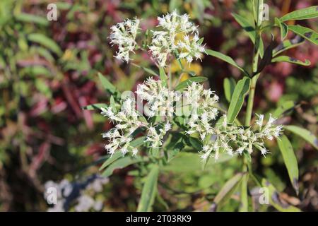 De grands fleurons de boneset à Wayside Woods à Morton Grove, Illinois Banque D'Images