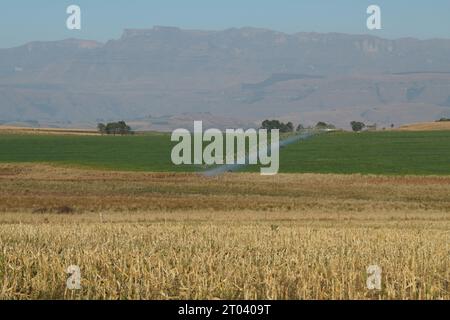 Champ de chaume de maïs, système d'irrigation à la ferme, production alimentaire, agriculture dans la région du Drakensberg, Afrique du Sud, prairie céréalière, culture de maïs Banque D'Images