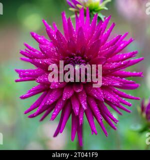 'Ambition' Cactus dahlia, Kaktusdahlia (Dahlia x hortensis) Banque D'Images