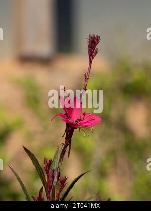 Fleur rose chaude de Gaura sur une tige pourpre cramoisi foncé, jardin côtier australien, fleurs Whirling Butterfly Banque D'Images