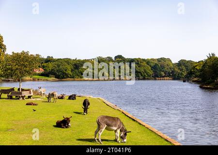 Poneys New Forest dans le village de Beaulieu mangeant de l'herbe au bord de la rivière Beaulieu, Hampshire, Angleterre, Royaume-Uni, septembre 2023 Banque D'Images