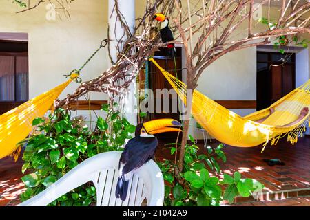 Oiseau toucan Toco dans un hôtel à Santa Cruz de la Sierra, Bolivie Banque D'Images