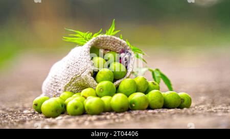 Fruit de neem avec bâtonnets de neem et feuille de neem. Le neem est un excellent hydratant et contient divers composés qui ont des propes insecticides et médicinaux Banque D'Images