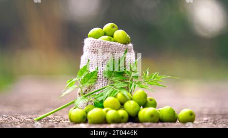 Fruit de neem avec bâtonnets de neem et feuille de neem. Le neem est un excellent hydratant et contient divers composés qui ont des propes insecticides et médicinaux Banque D'Images