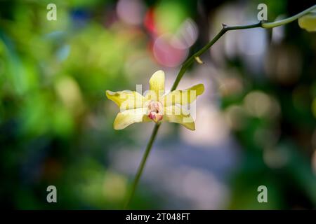 deux orchidées jaunes sur un fond de feuille vert bokeh Banque D'Images