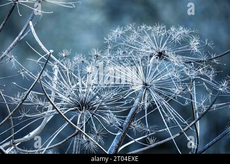 Fleurs de parapluie sèches gelées, photo macro naturelle prise par une journée froide d'hiver. Aegopodium podagraria, ancien au sol Banque D'Images