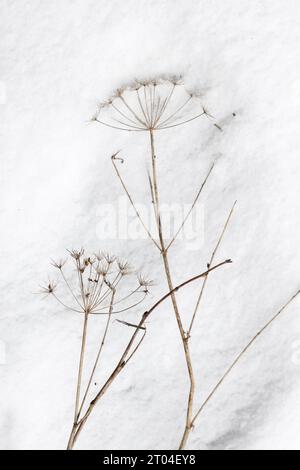 Fleurs sèches gelées de l'aîné du sol sont sur la neige blanche, photo verticale naturelle prise sur une journée froide d'hiver. Aegopodium podagraria Banque D'Images