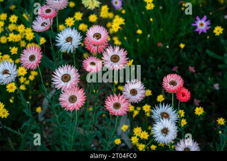 Marguerites éternelles (Rhodanthe chlorocephala ssp. Rosea) de fleurs sauvages indigènes en Australie occidentale Banque D'Images