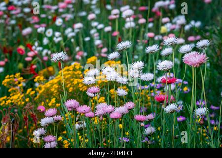 Marguerites éternelles (Rhodanthe chlorocephala ssp. Rosea) de fleurs sauvages indigènes en Australie occidentale Banque D'Images