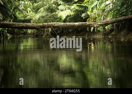 Une bûche d'arbre qui est tombée à travers la rivière Cigenter sur l'île Handeuleum, une partie du parc national d'Ujung Kulon à Pandeglang, Banten, Indonésie. « Le parc national d'Ujung Kulon était une réserve faunique, qui a ensuite été étendue à la mer, principalement pour protéger l'écosystème des récifs coralliens dans la région ou comme zone tampon », ont écrit Tonny Soehartono et Ani Mardiastuti dans leur ouvrage de 2014 (gouvernance des parcs nationaux en Indonésie : leçons apprises de sept parcs nationaux). La plupart des parcs nationaux en Indonésie ont été créés dans les années 1980 et 1990 Les zones du parc étaient à l'origine soit des réserves naturelles strictes... Banque D'Images