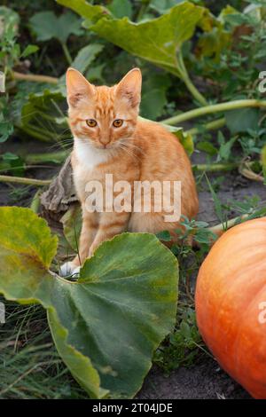 mignon chaton au gingembre près d'une citrouille orange dans le jardin en gros plan d'automne. Prendre soin des animaux et de l'environnement Banque D'Images