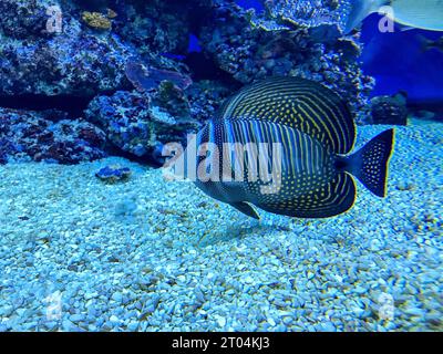 Zebrasoma veliferum poisson communément connu sous le nom de Sailfin Tang nageant dans l'aquarium d'Eilat, le parc de l'observatoire sous-marin d'Israël Banque D'Images