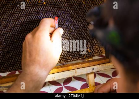 Apiculteur ou apiculteur extrayant les œufs d'abeille du nid d'abeille pour la production de gelée royale ou l'élevage d'une reine d'abeille. Banque D'Images