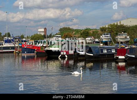 Bateaux – et cygne – à Goole Marina, East Yorkshire, Angleterre Royaume-Uni Banque D'Images