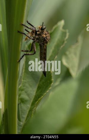 Robberfly (Machimus setibarbus) avec proie Banque D'Images