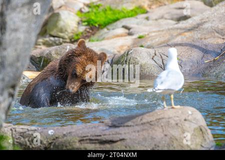 Jeune, mignon ours assis dans l'eau et mouette blanche floue perchée sur un rocher au premier plan Banque D'Images