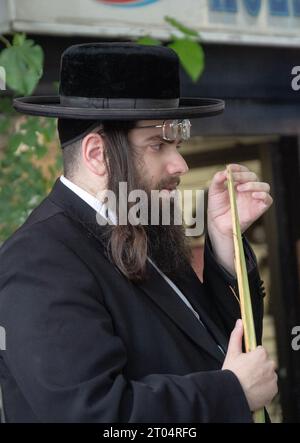 Homme juif orthodoxe avec ses lunettes sur le front, inspecte la pointe d'un lulav tout en se préparant pour succos. Sur Lee Ave à Williamsburg, Bklyn. Banque D'Images