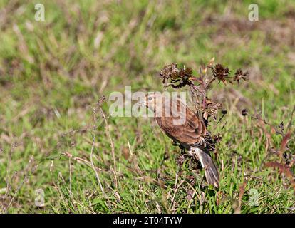 linnet (Carduelis cannabina, Acanthis cannabina, Linaria cannabina), mâle adulte en plumage hivernal, mangeant des graines , pays-Bas, Ijsselmeer Banque D'Images