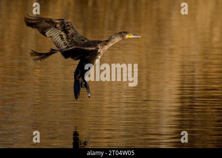 Grand cormoran (Phalacrocorax carbo), juvénile en vol, Italie, Toscane Banque D'Images
