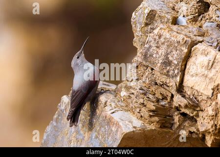 Wallcreeper (Tichodroma muraria), sur falaise, Italie, Toscane Banque D'Images