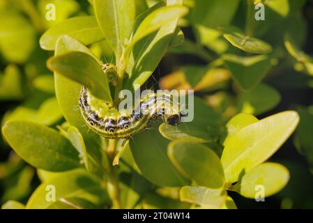 Papillon des arbres (Glyphodes perspectis, Cydalima spectalis, Phacellura advenalis, Neoglyphodes perspectitalis), chenille sur feuilles de buis, Banque D'Images