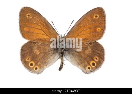 Grande bruyère (Coenonympha tullia, Coenonympha typhon), mâle, face supérieure, découpée Banque D'Images