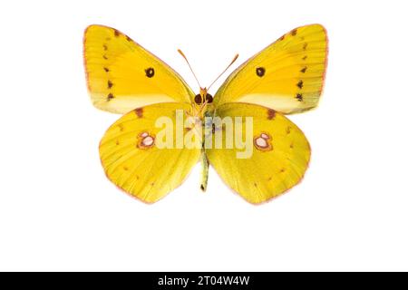 Jaune trouble foncé, jaune trouble commun (Colias croceus, Colias crocea), mâle, dessous, découpé Banque D'Images