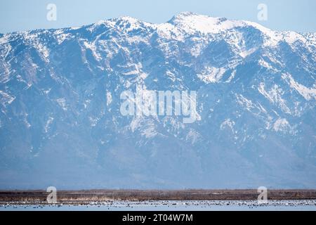 Cygne blanc (Cygnus cygnus), grand nombre de cygnes parmi les cuisinières et les queues d'épingle américaines dans un lac du refuge d'oiseaux migrateurs de la rivière Bear, Rocky Banque D'Images