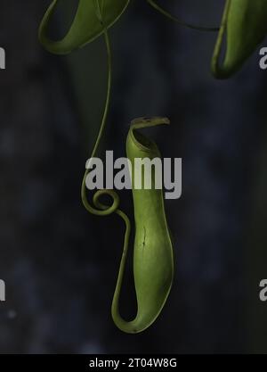 Plant mince de pichet (Nepenthes gracilis), feuille, forme sauvage, Malaisie, Bornéo, Sarawak, Kuching Banque D'Images