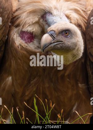 Vautour de griffon (Gyps fulvus), portrait, France, granes Banque D'Images