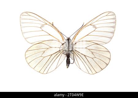 Blanc à veine noire (Aporia crataegi), femelle, dessous, découpé Banque D'Images