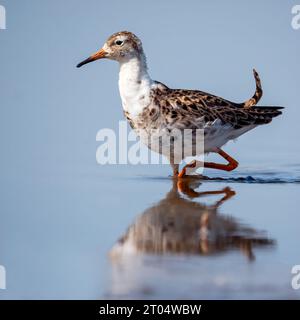 Ruff (Alidris pugnax, Philomachus pugnax, Calidris pugnax), mâle, mue. Reflété dans l'eau, pays-Bas, pays-Bas du Nord, Zolderland Banque D'Images