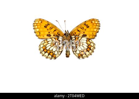 Fritillaire heath (Melitaea athalia, Mellicta athalia), mâle, dessous, découpé Banque D'Images