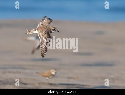 Pluvier de sable inférieur (Charadrius mongolus), en vol au-dessus de la plage de Goa, en Inde Banque D'Images