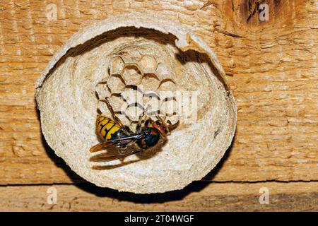 frelon, frelon brun, frelon européen (Vespa crabro), nid de construction de reine, premiers œufs dans les rayons, Allemagne, Bavière, Isental Banque D'Images