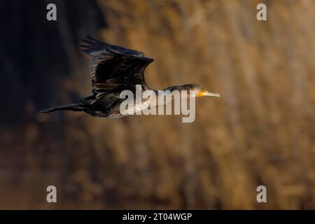 Grand cormoran (Phalacrocorax carbo), juvénile en vol, Italie, Toscane Banque D'Images