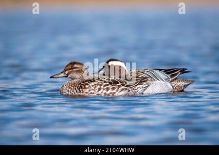 Garganey (Anas querquedula), couple de natation, pays-Bas, pays-Bas du Nord, Zolderland Banque D'Images